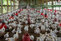 Danantara Bangun Hilirisasi Ayam NTB