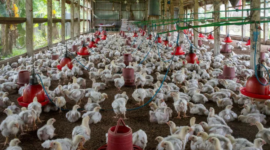 Danantara Bangun Hilirisasi Ayam NTB