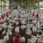 Danantara Bangun Hilirisasi Ayam NTB
