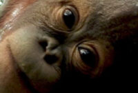 Orang Utan