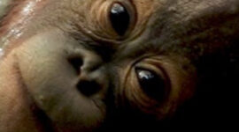 Orang Utan