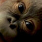 Orang Utan